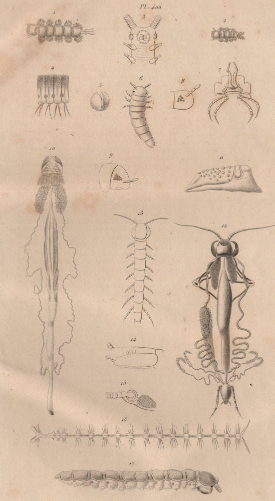 MYRIAPODS ANATOMY. Myriapoda. Arthropods 1834 old antique print picture